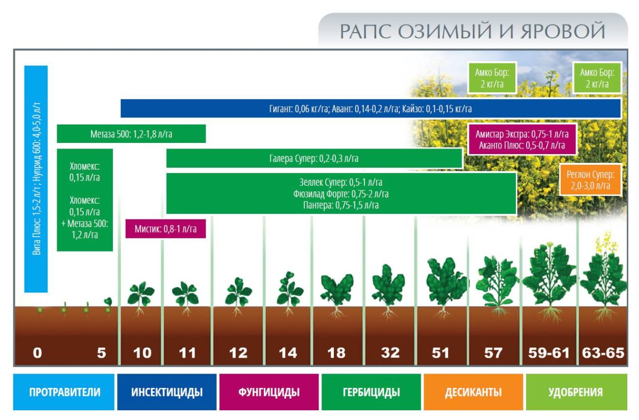 Озимая пшеница зимой