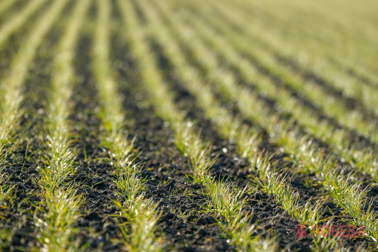 Посев пшеницы сидерата