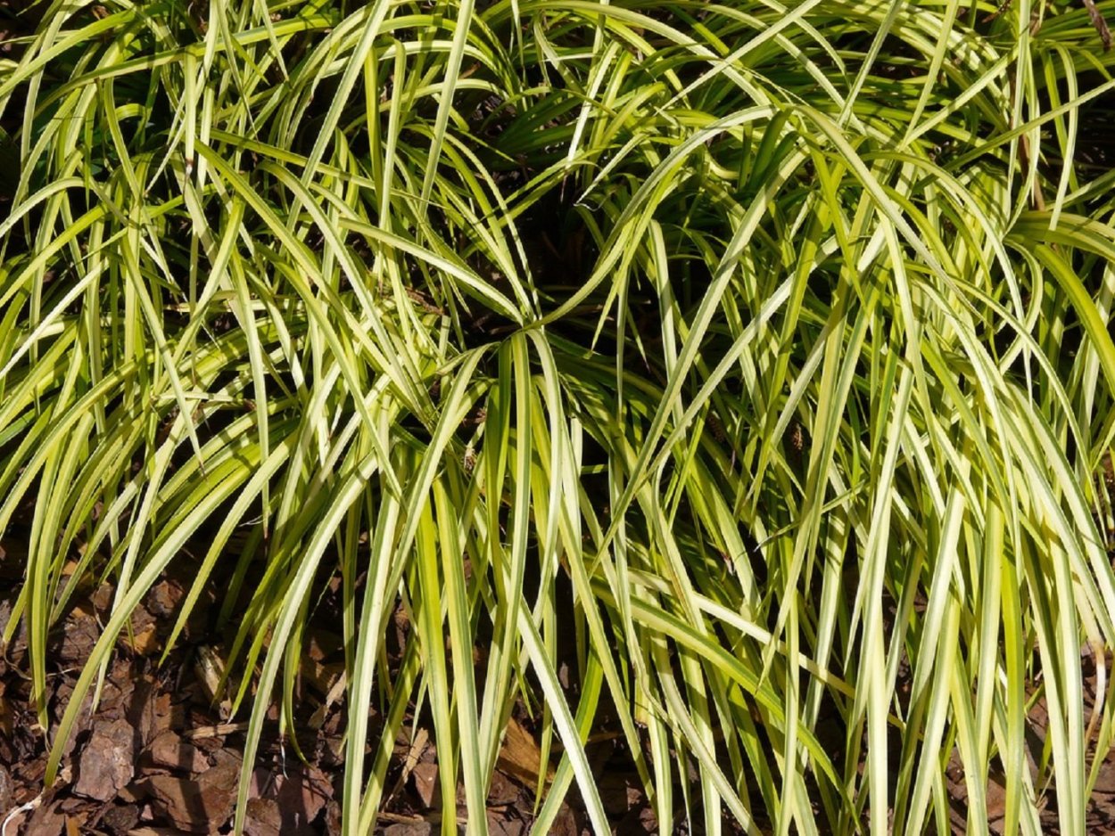 АИР злаковидный, золотистый