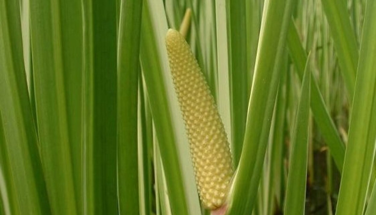 АИР болотный соцветие