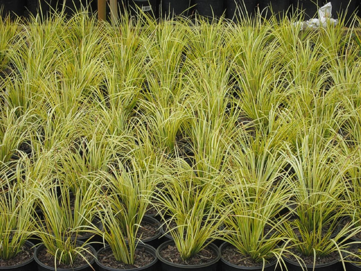 Плоды АИР злаковидный