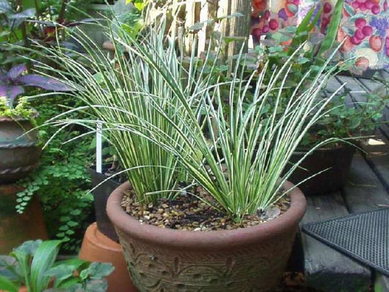 АИР болотный (Acorus Calamus)