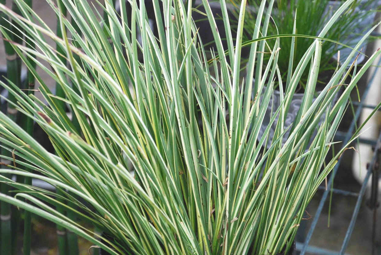 Акорус Вариегатус