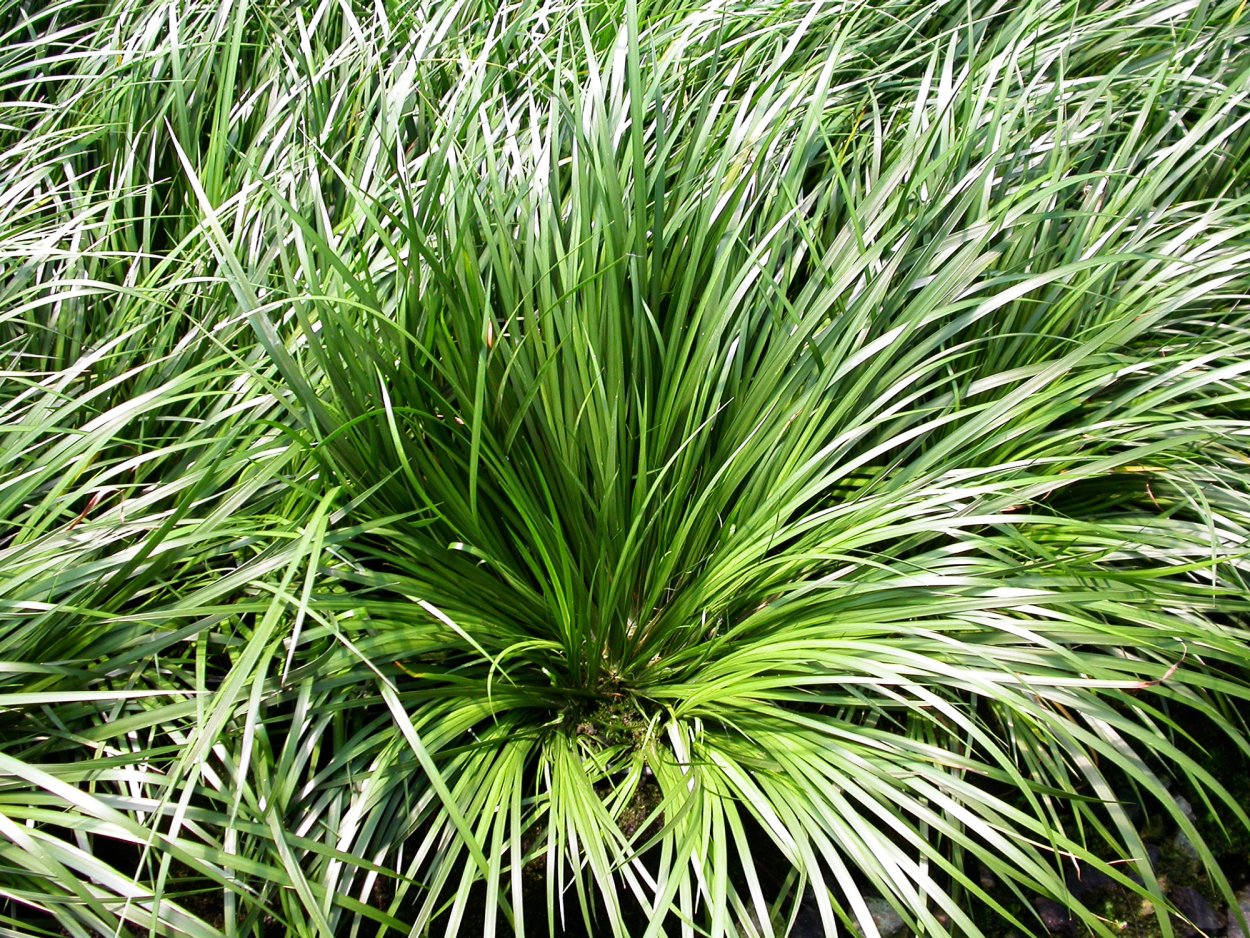 Acorus gramineus / АИР злаковый