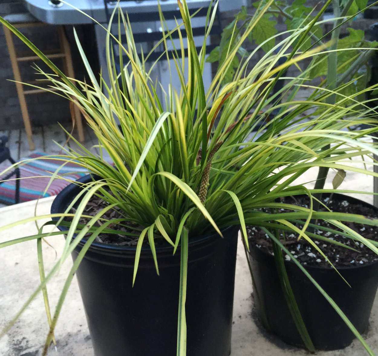 АИР злаковидный комнатный