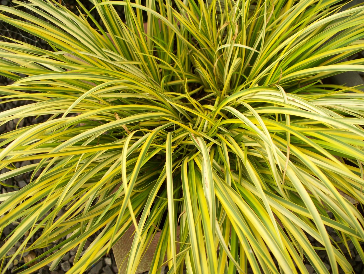 АИР злаковый