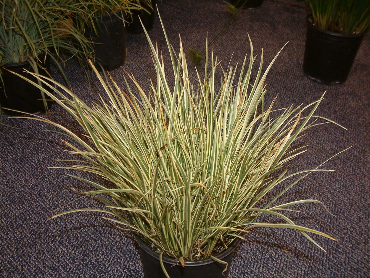 Акорус Каламус Вариегатус