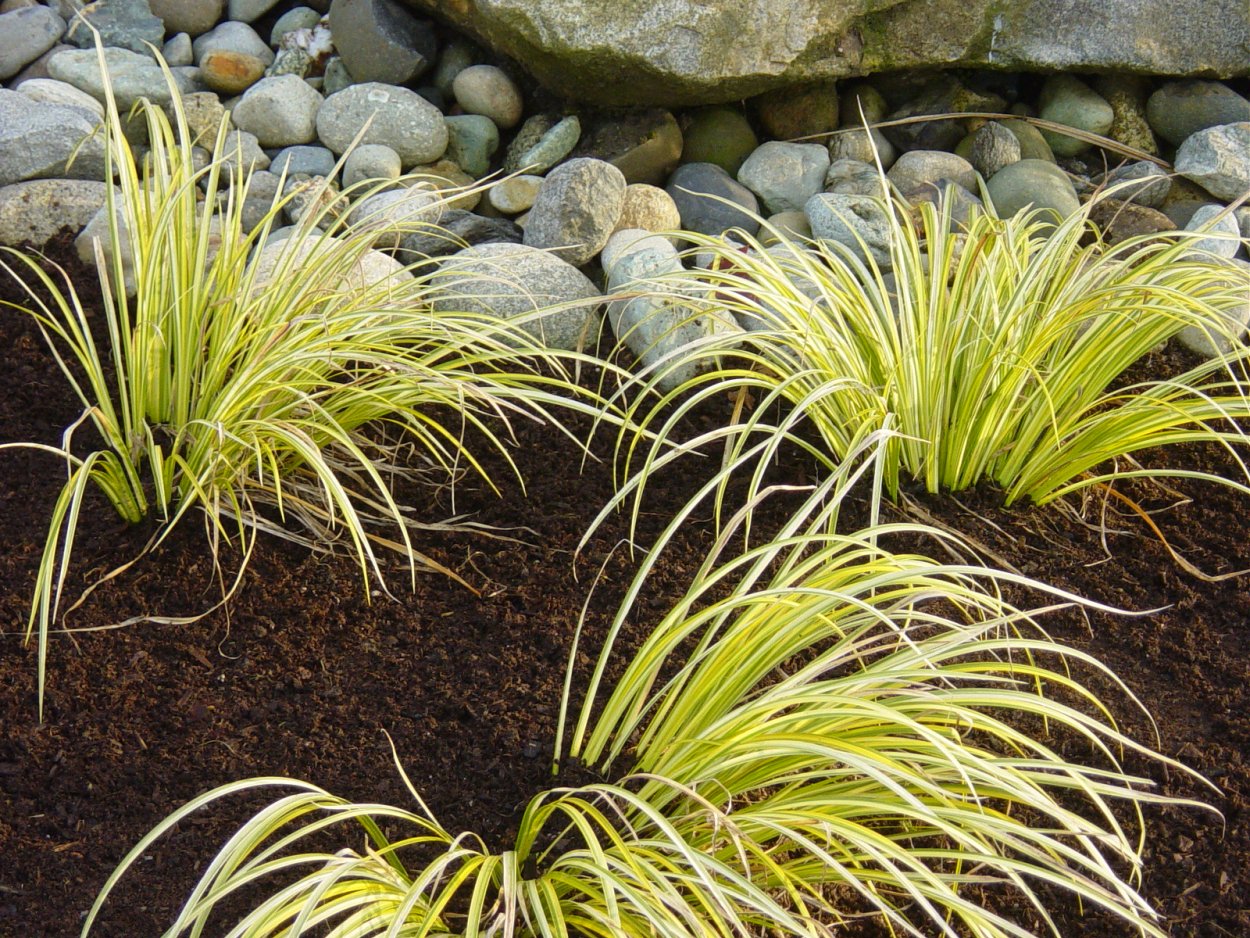 АИР злаковидный