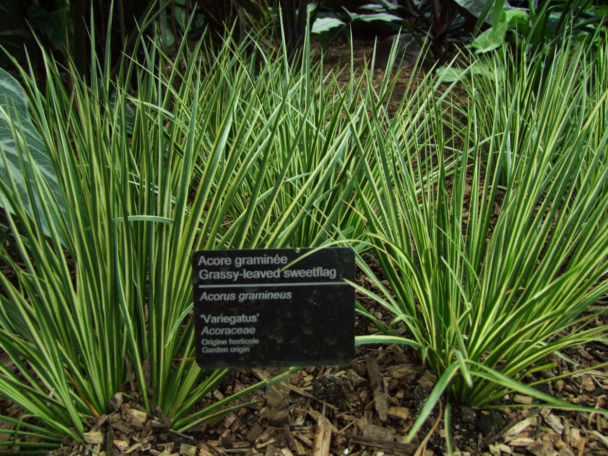 Акорус ГРАМИНЕУС