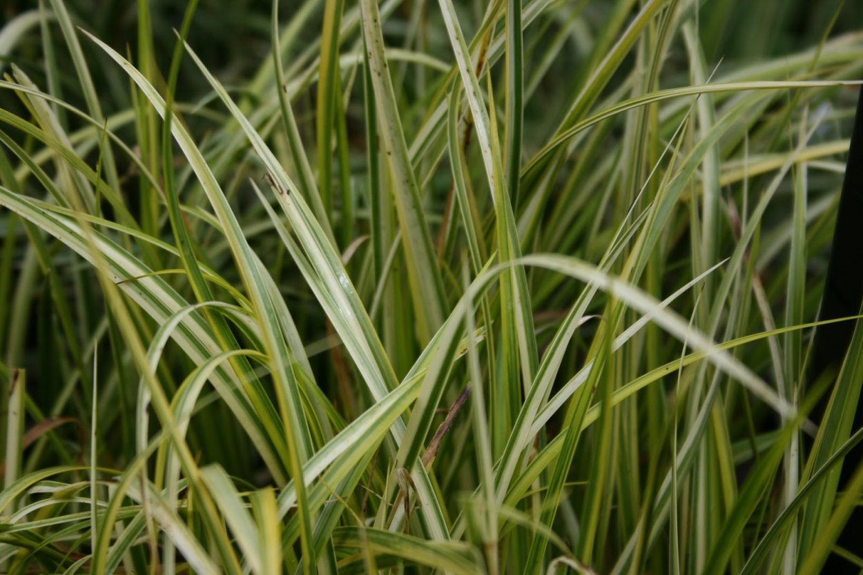 АИР злаковидный огон