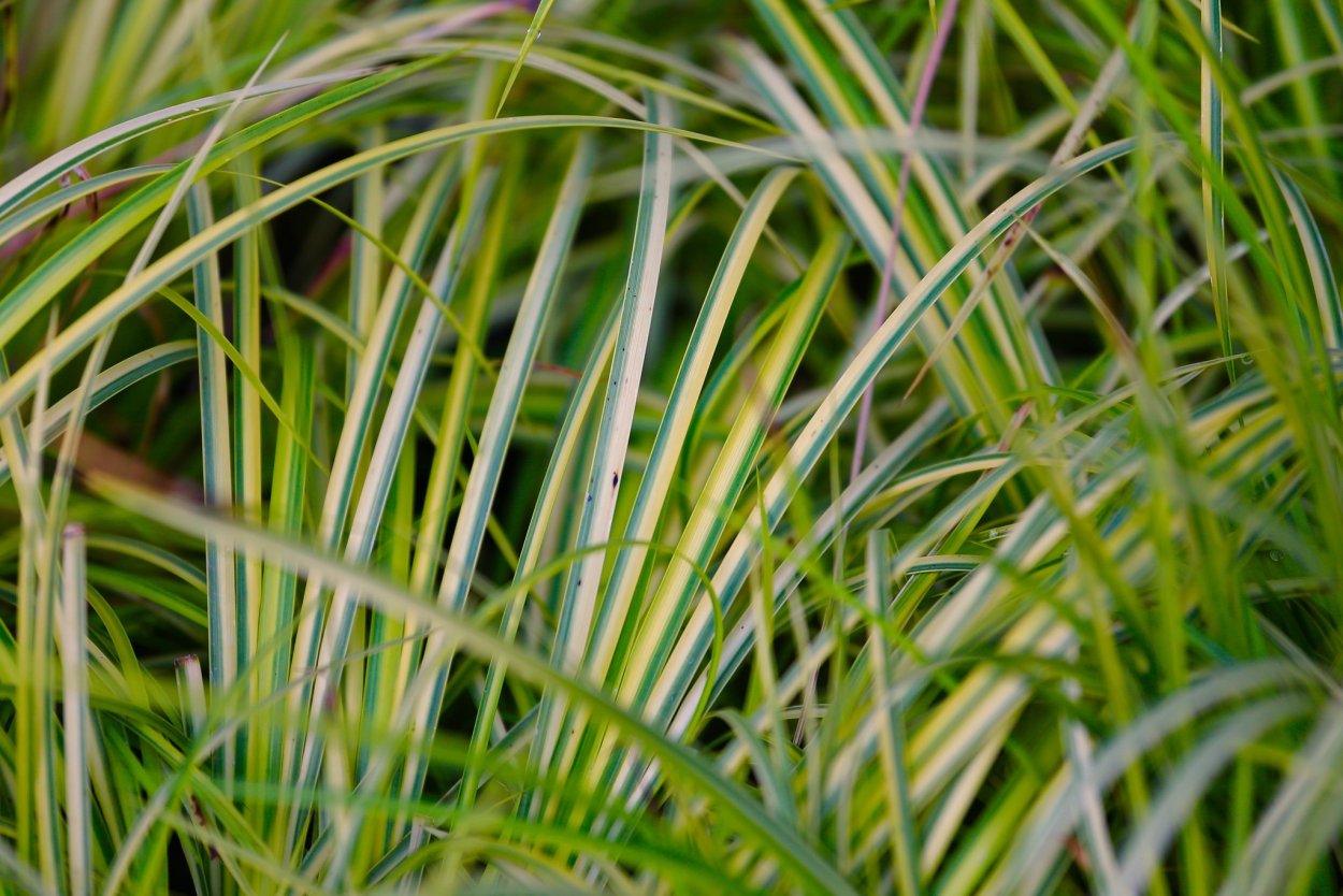АИР болотный (Acorus Calamus)
