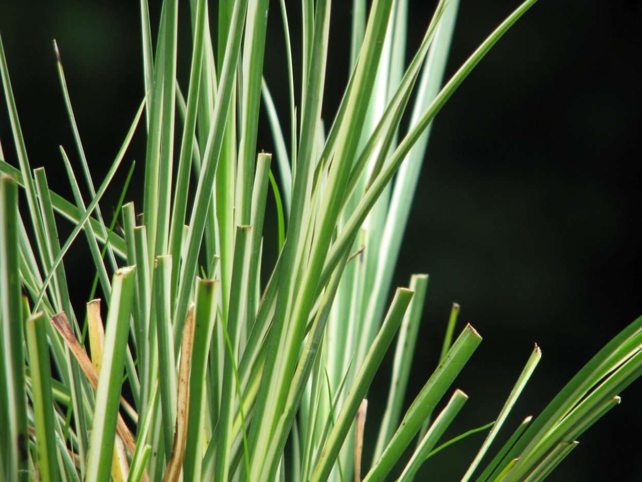 Акорус Вариегата