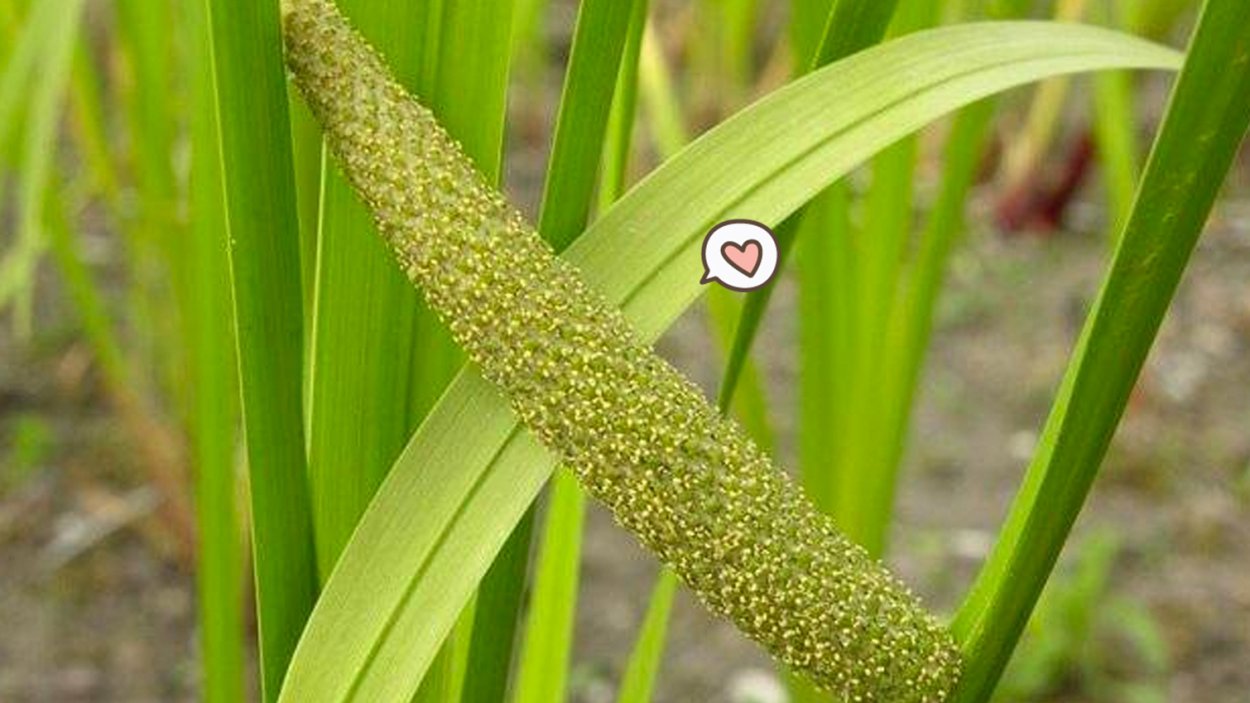 АИР обыкновенный (а. болотный) - Acorus Calamus.