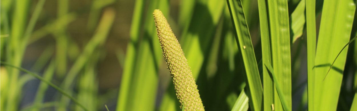 Acorus Calamus клипарт