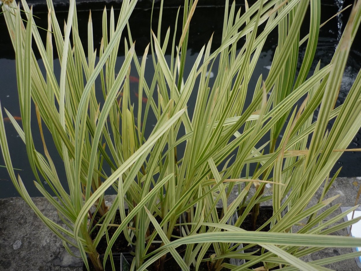 Glyceria maxima variegata