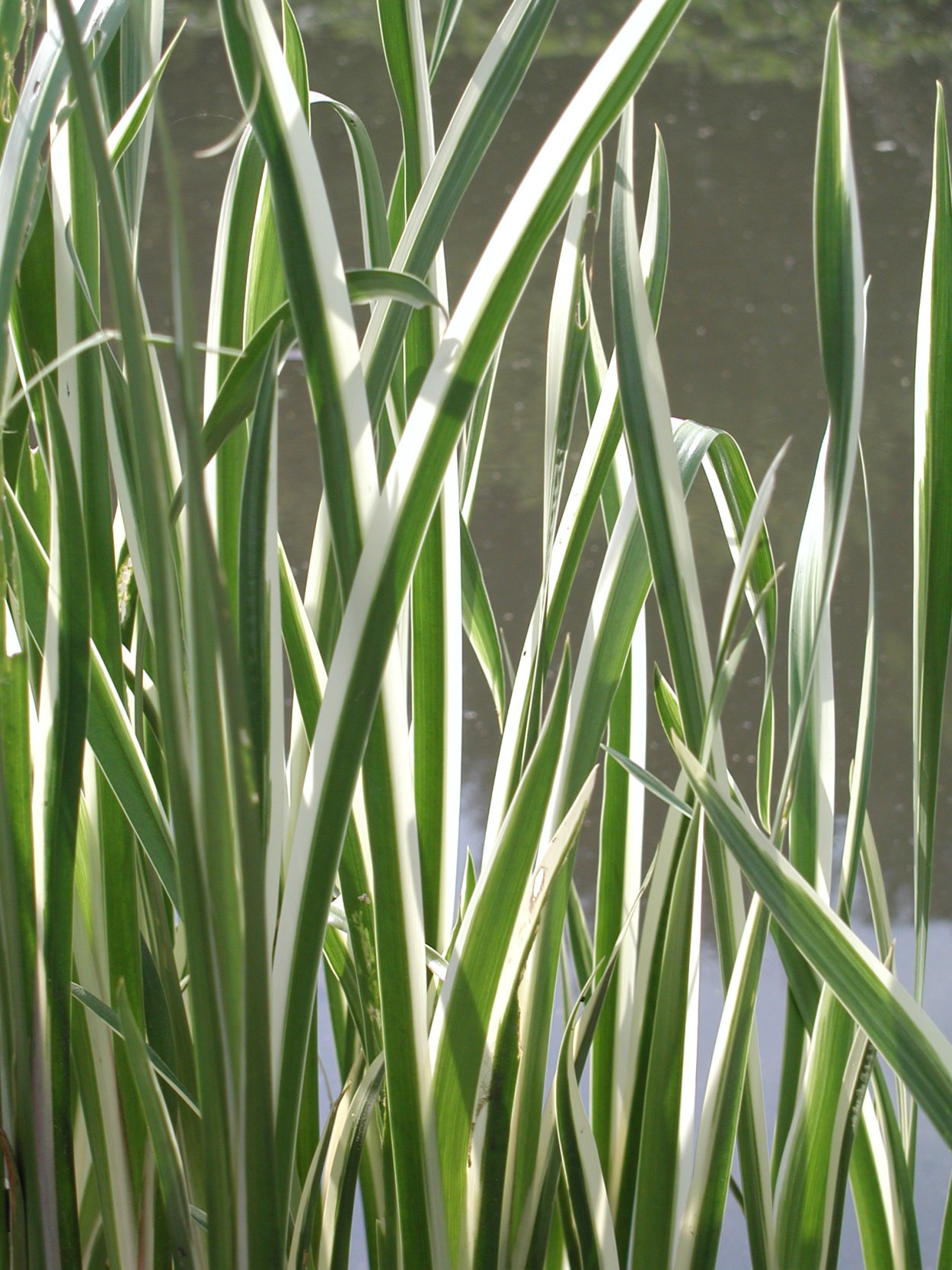 Acorus gramineus Argenteostriatus