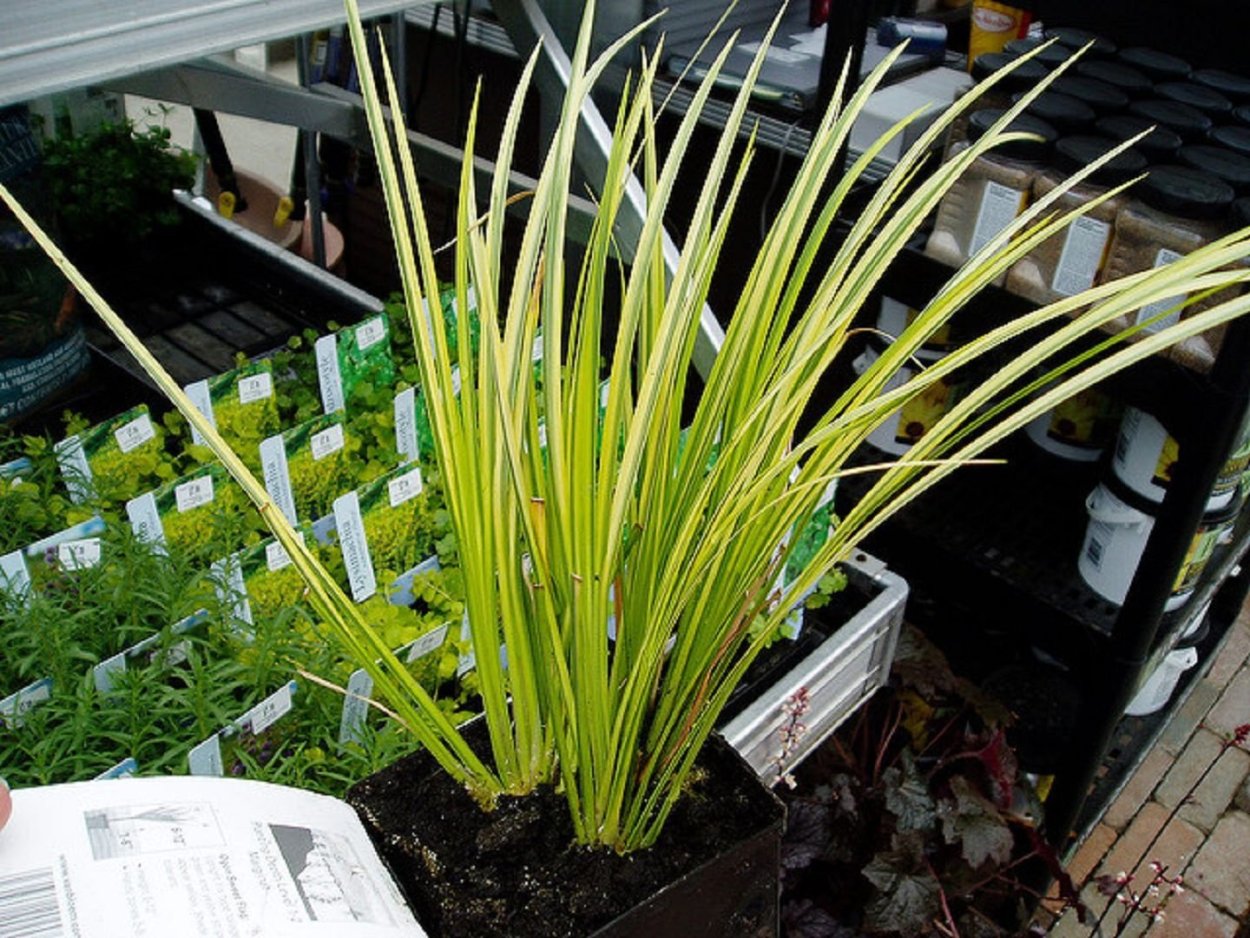 Акорус растение Горшечное