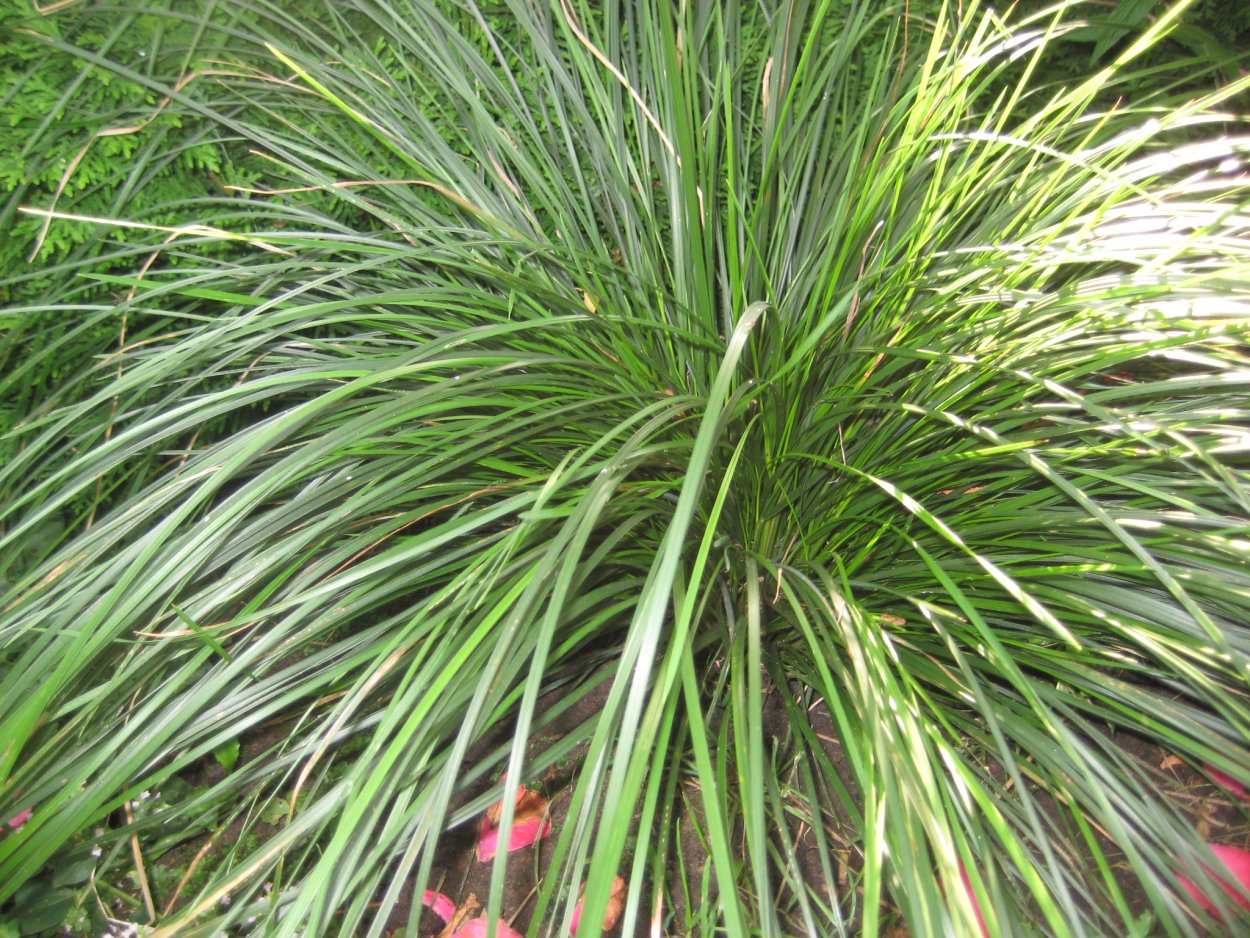 Луговик дернистый Goldtau