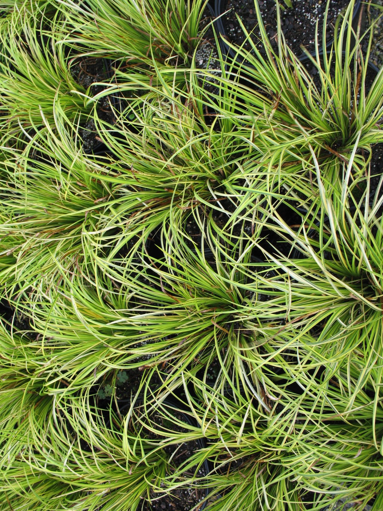 Ситник мечелистный Starhead