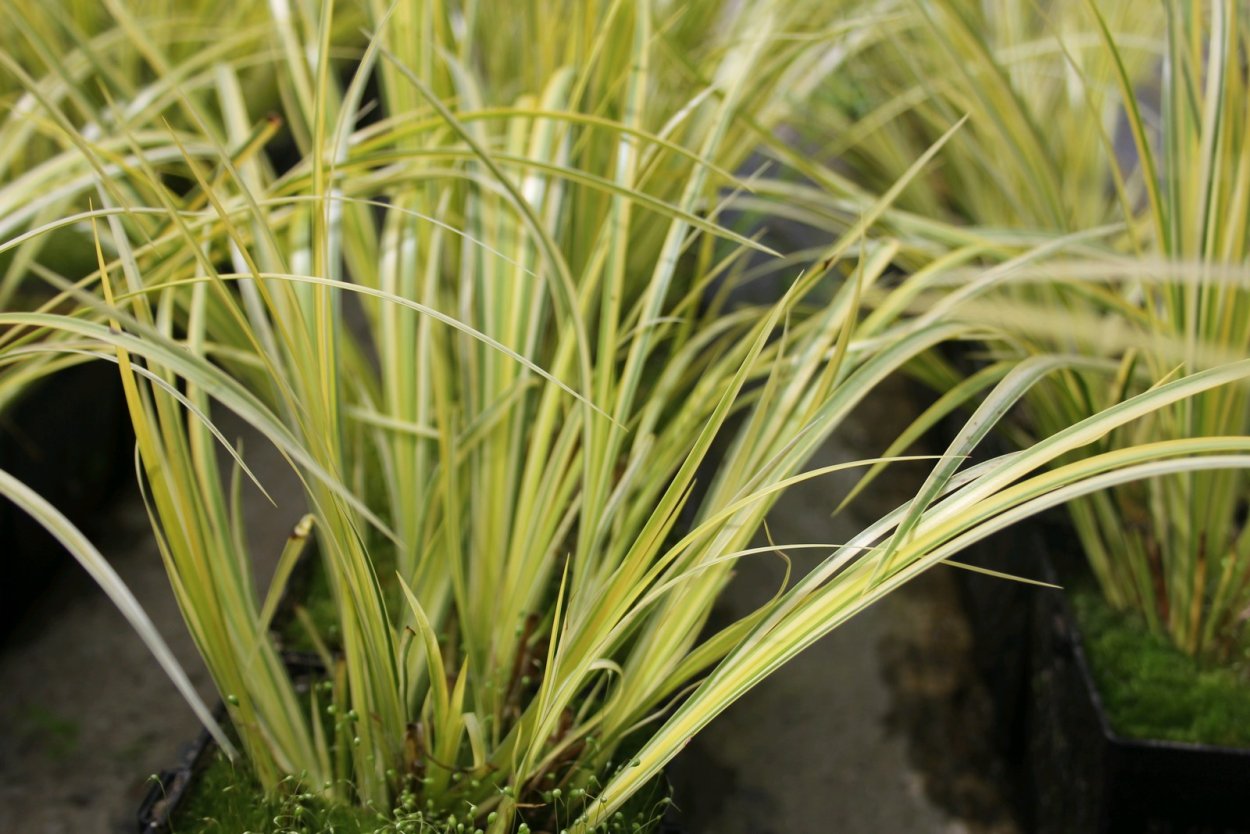 Акорус Вариегата (Acorus variegata)