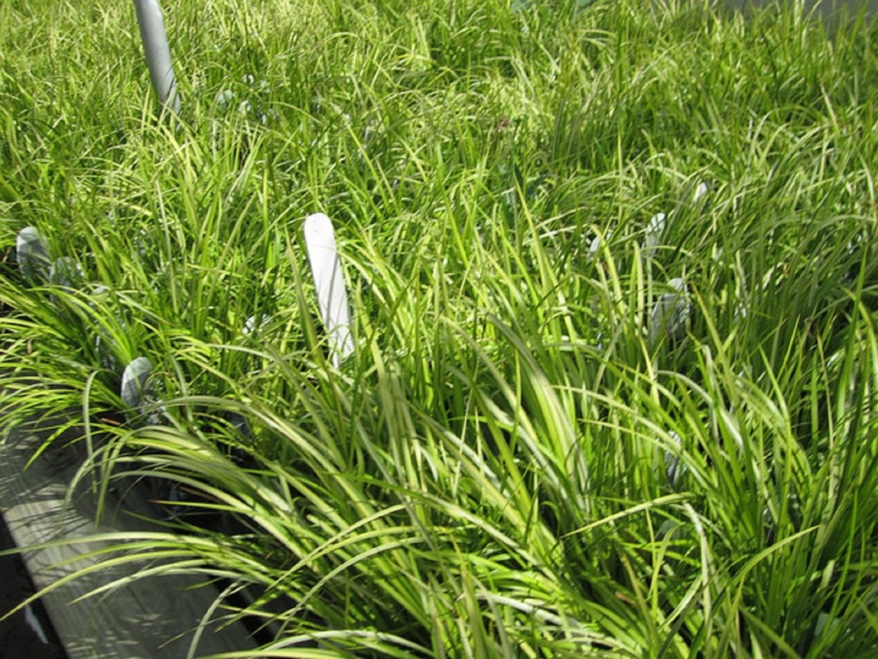 АИР В период цветения