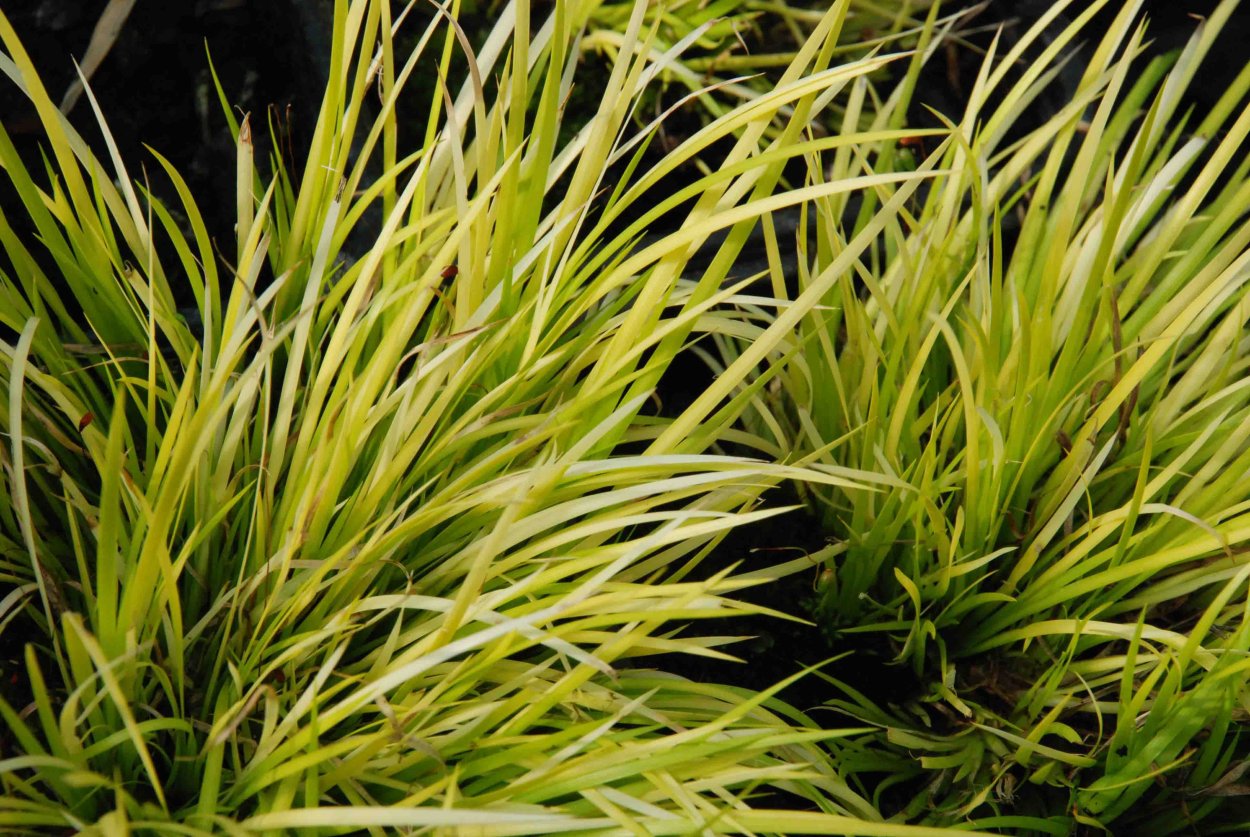 Acorus gramineus / АИР злаковый