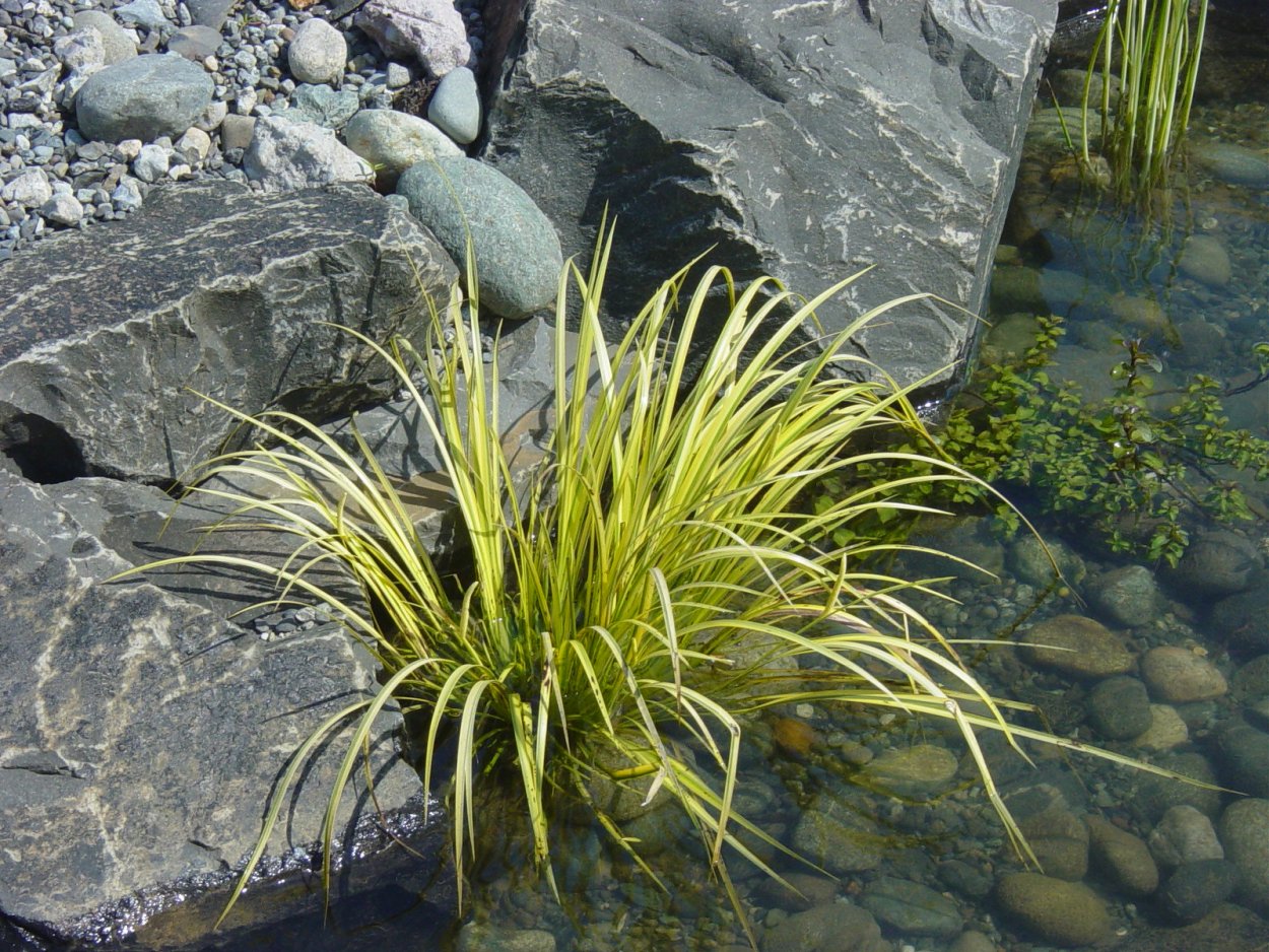 АИР болотный (Acorus Calamus)