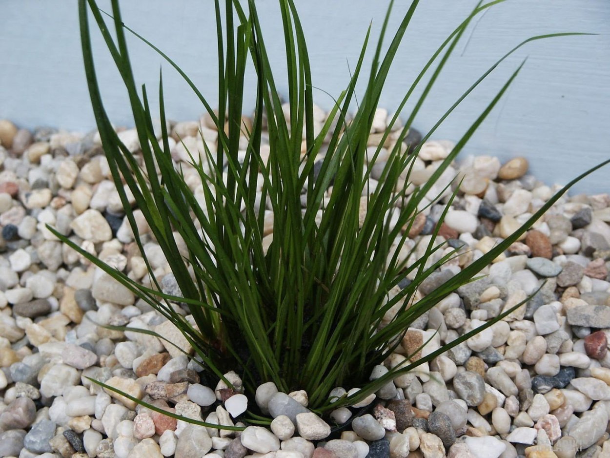 АИР обыкновенный (а. болотный) - Acorus Calamus.