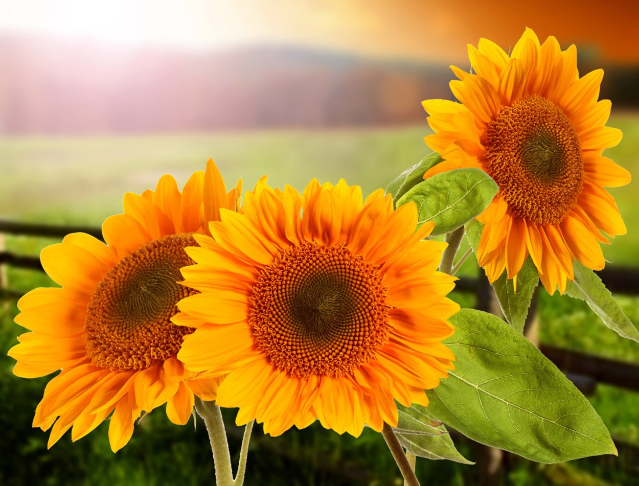 Подсолнух вблизи