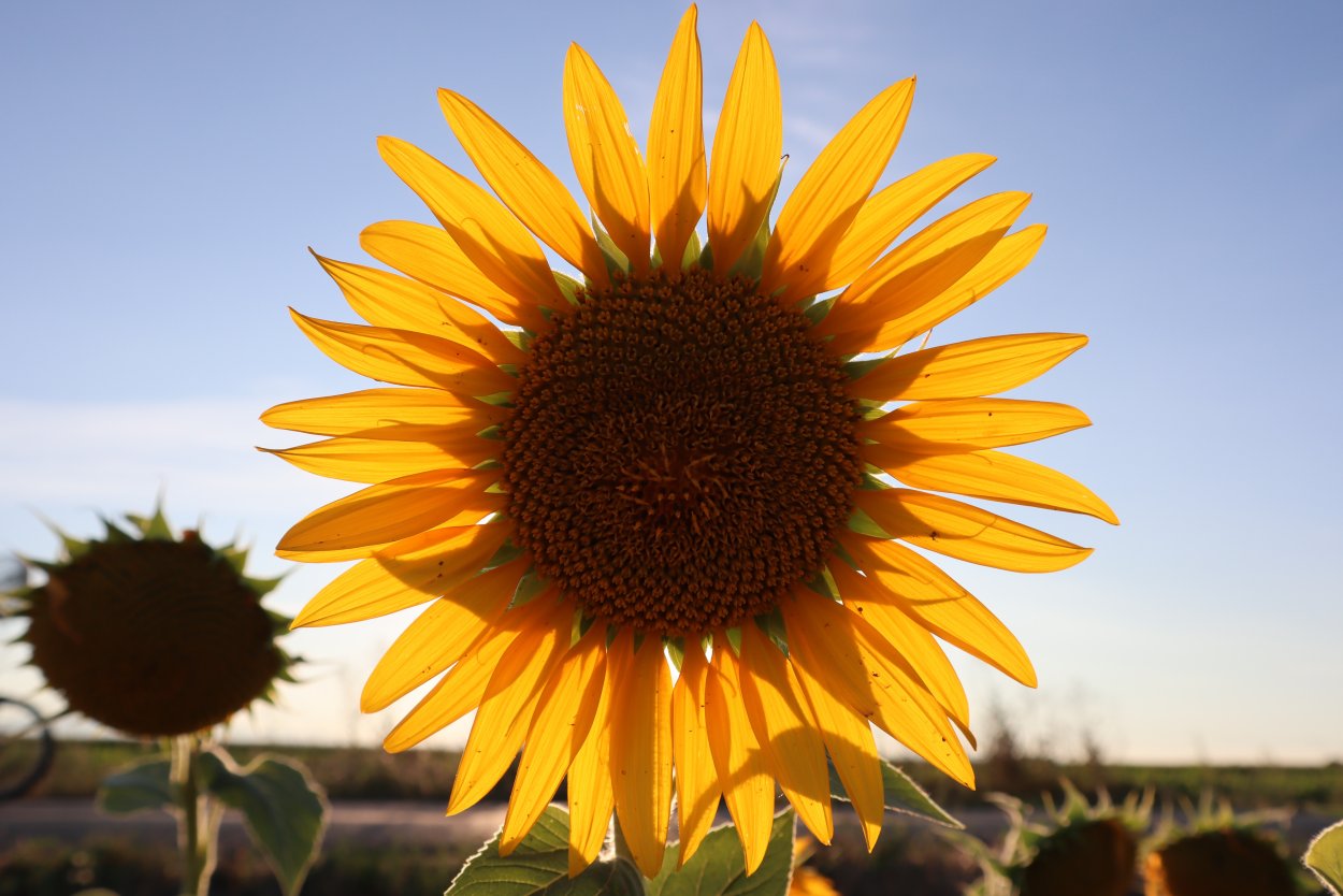 Подсолнух Джуниор ф1