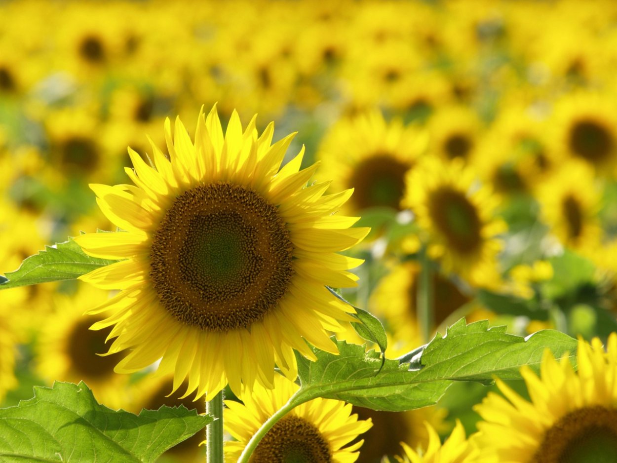 Поле с подсолнухами