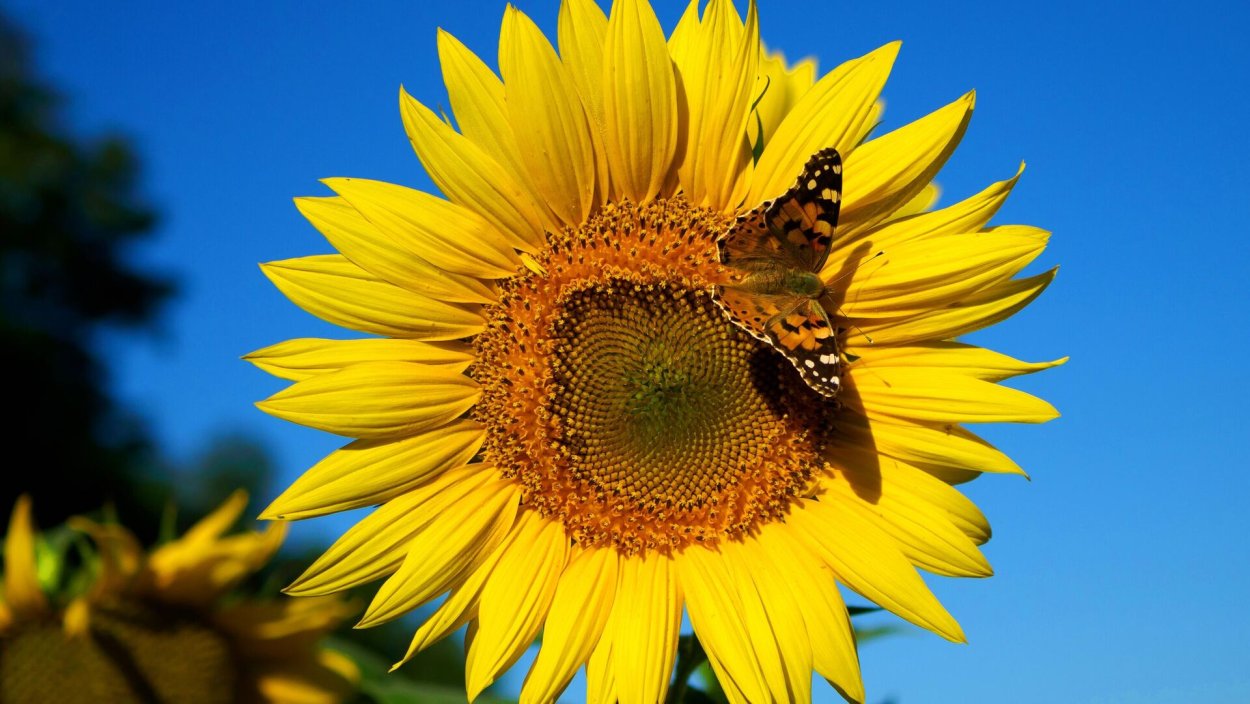 Краснодарский край Подсолнухи