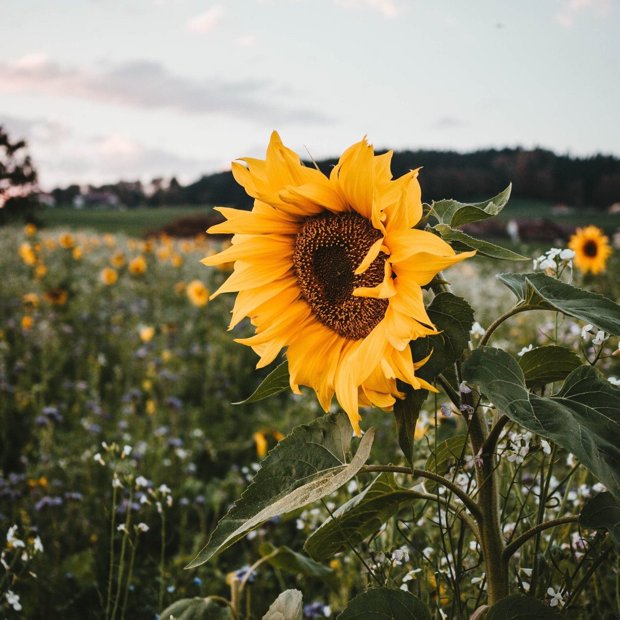 Подсолнухи спиной