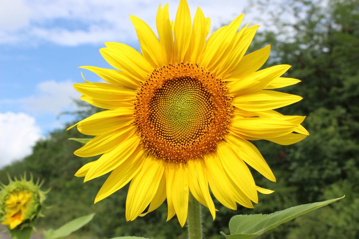 Подсолнечник крупный