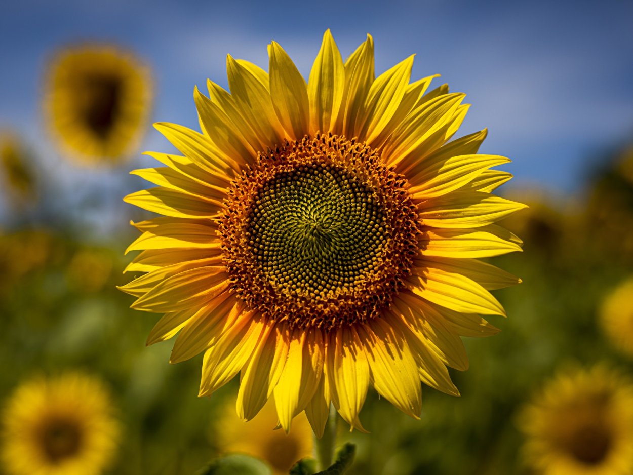 Цветок подсолнух при халькозе