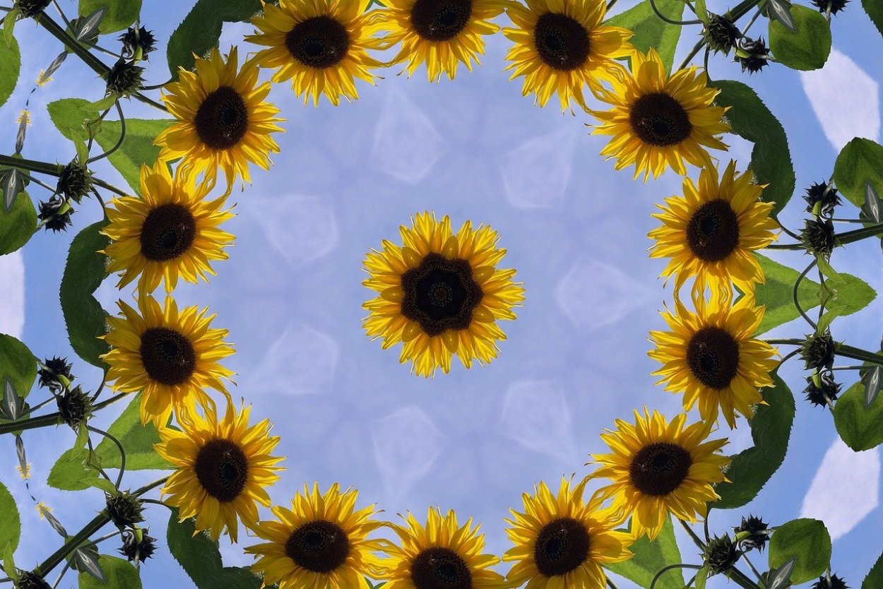 Подсолнухи в деревне