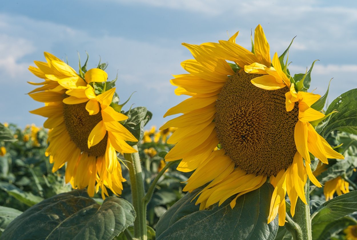 Цвет подсолнуха