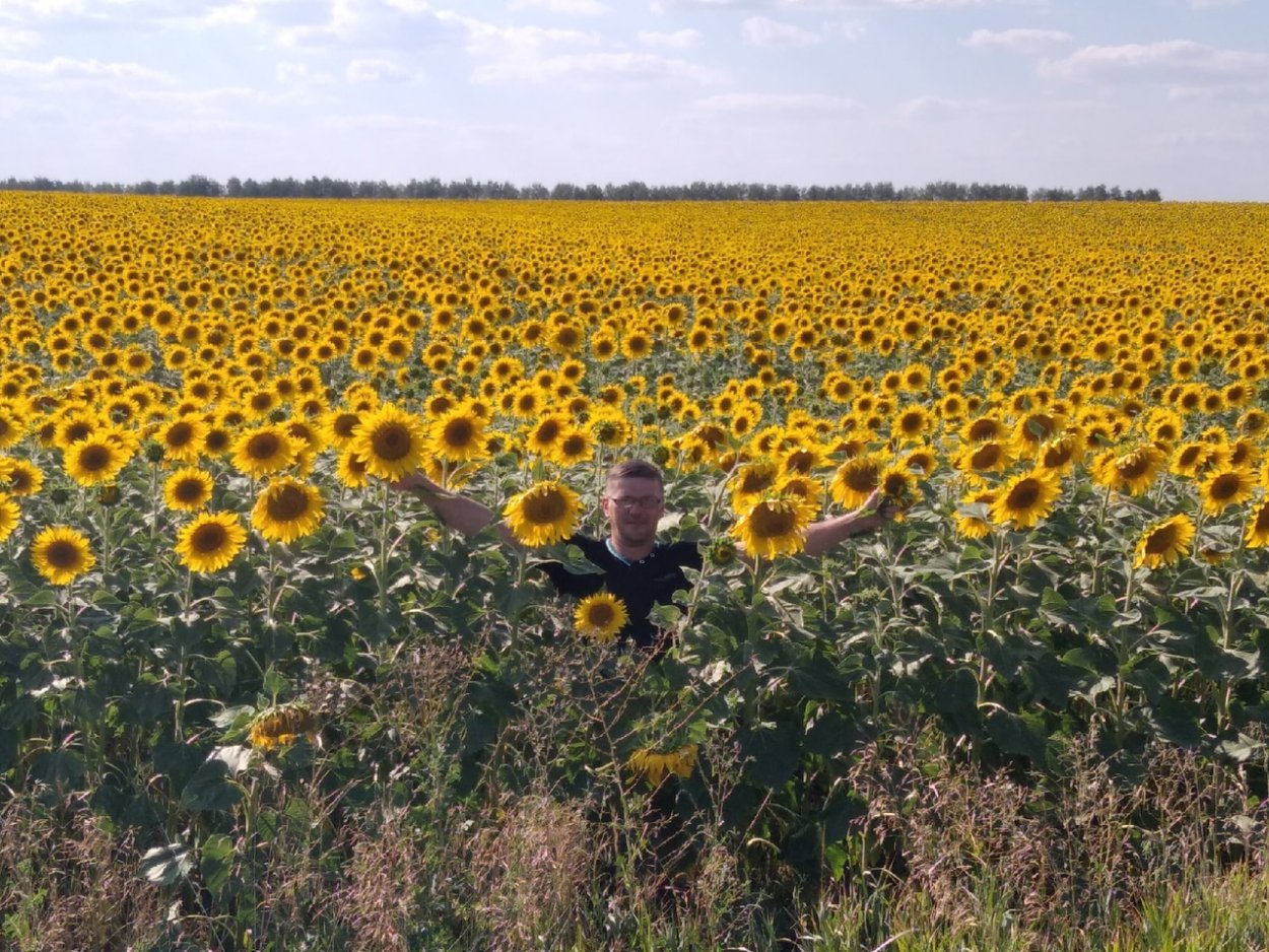 Осень Подсолнухи