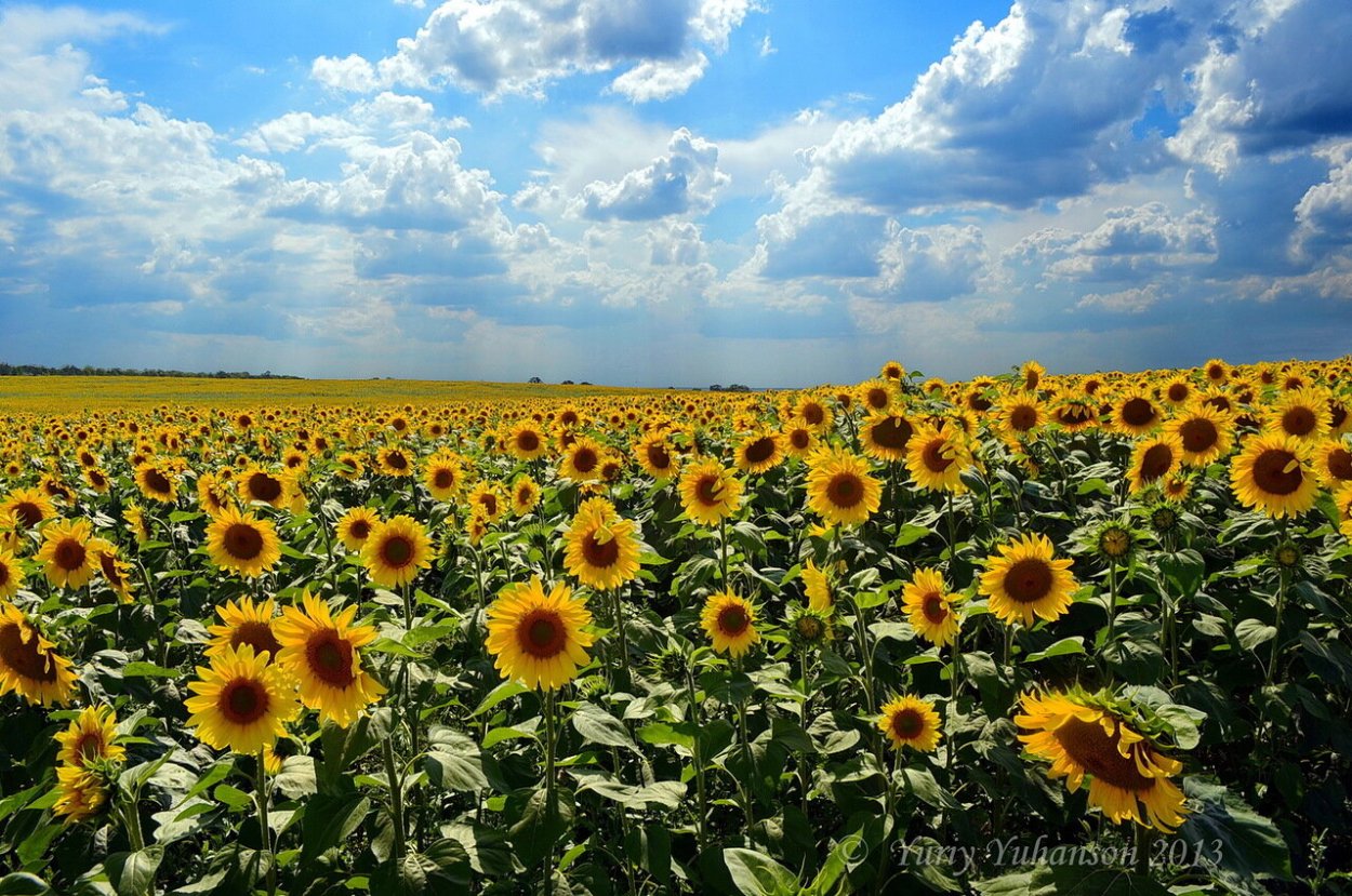 Человек подсолнух
