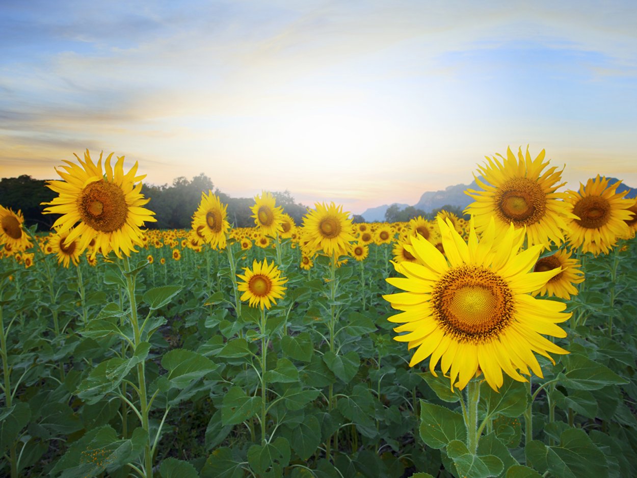 Закрытый подсолнух