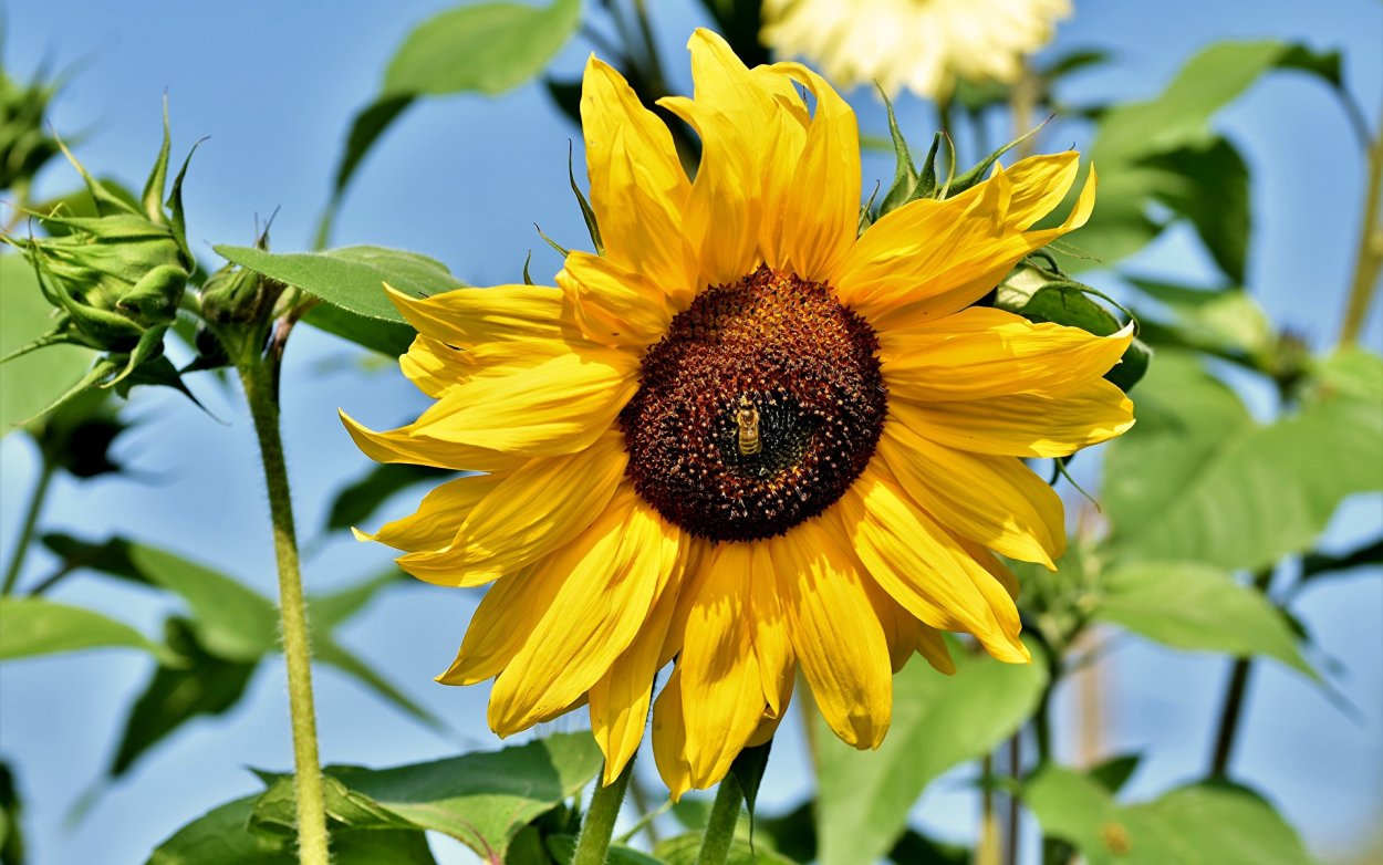 Подсолнух анфас