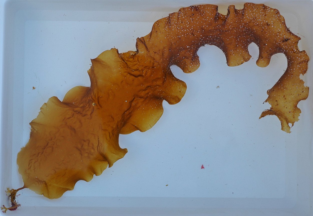 Laminaria saccharina