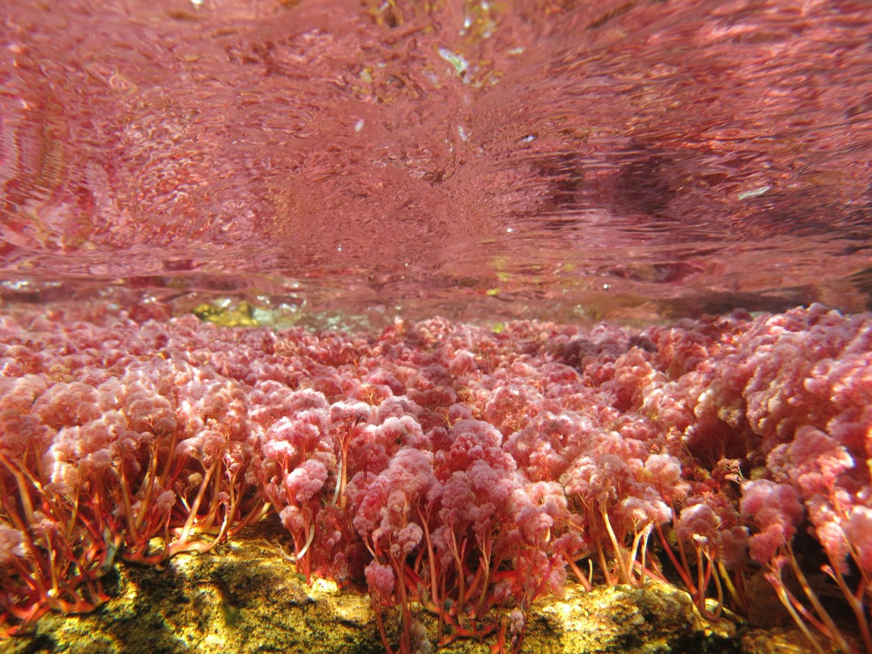 Филлофорное поле Зернова