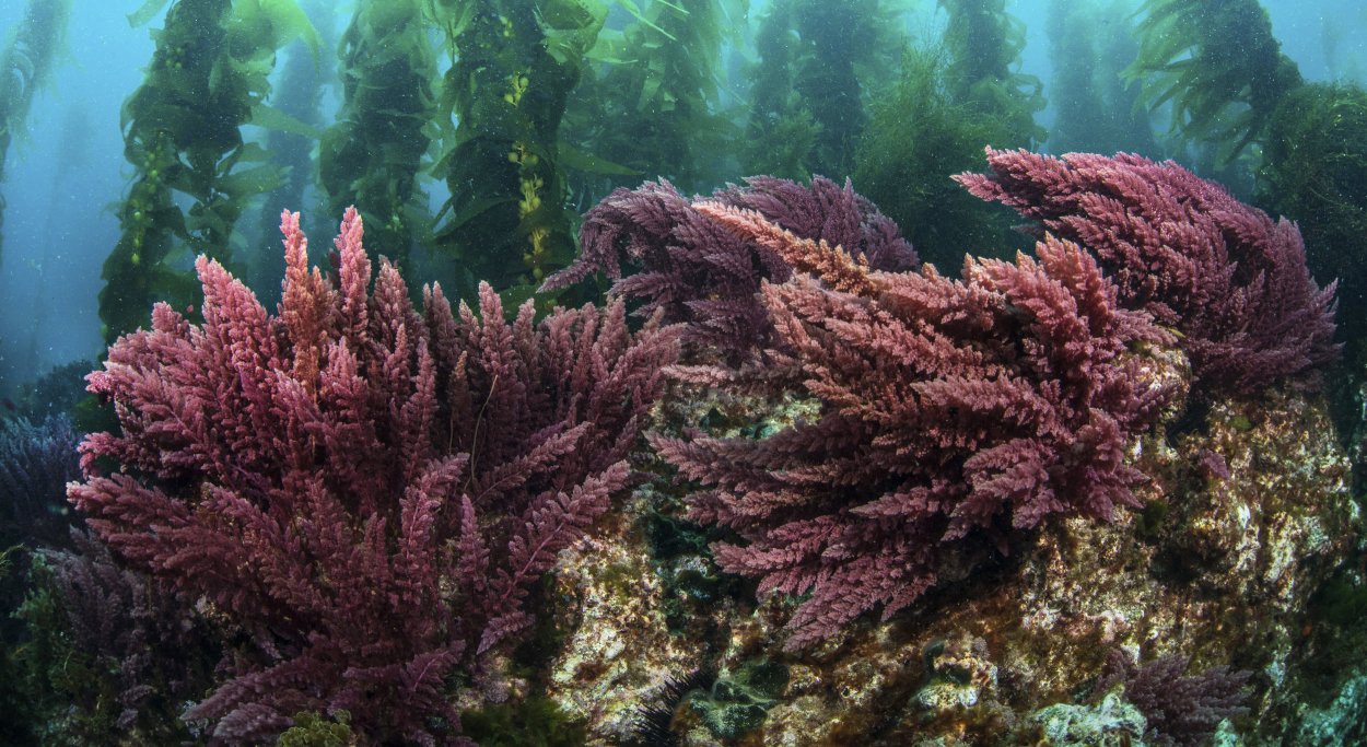 Красные водоросли каллитамнион