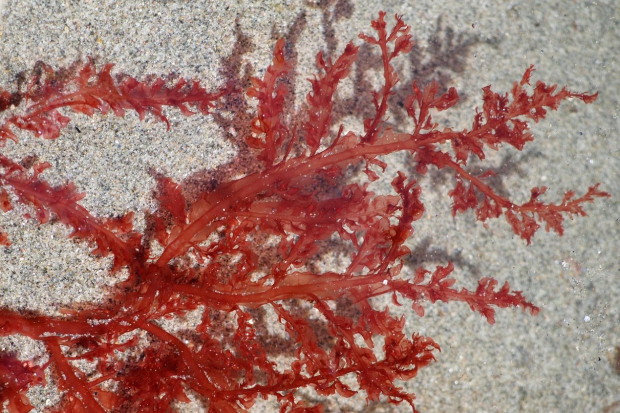 Филлофора водоросль