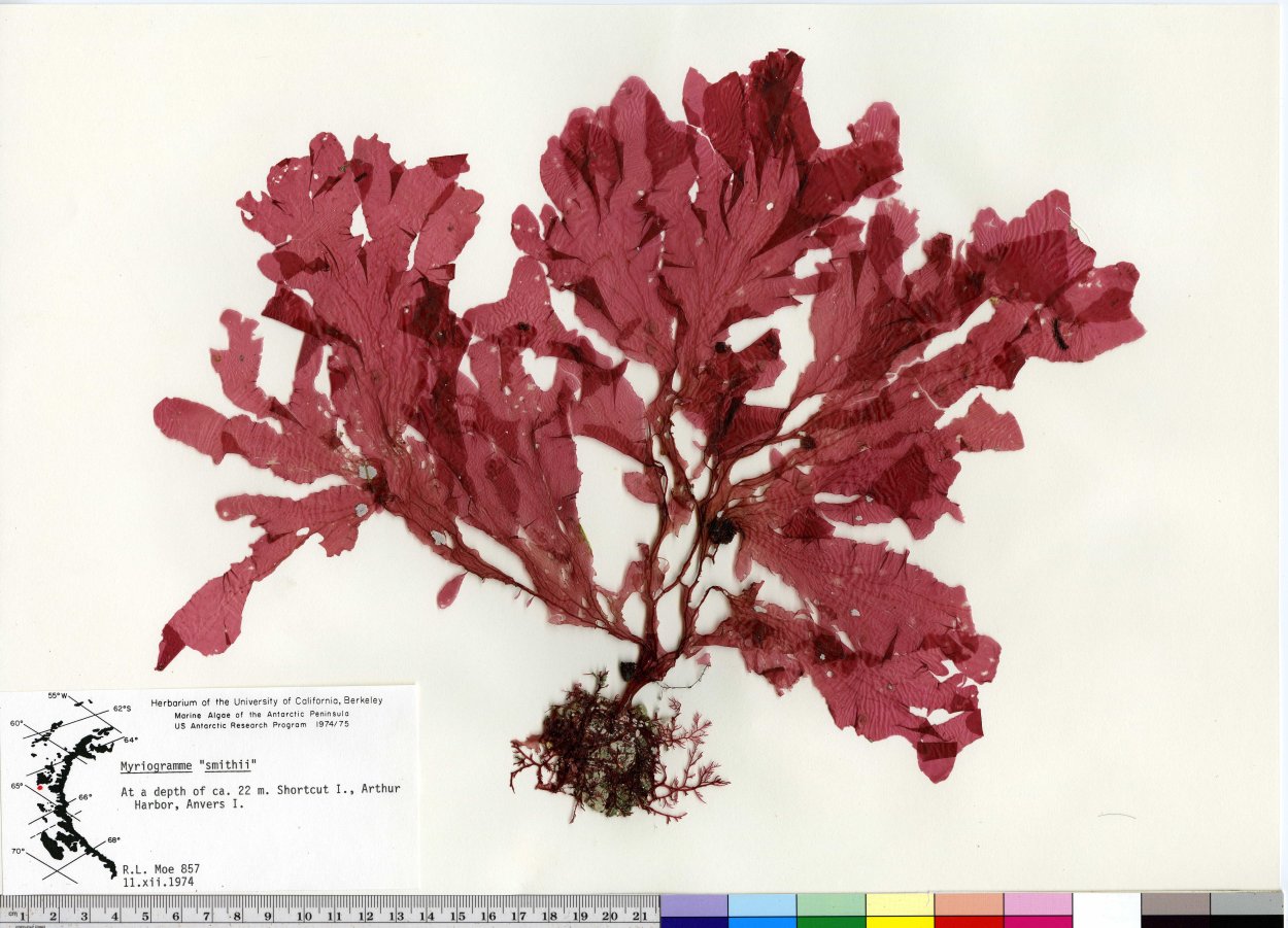 Красные водоросли в Антарктиде