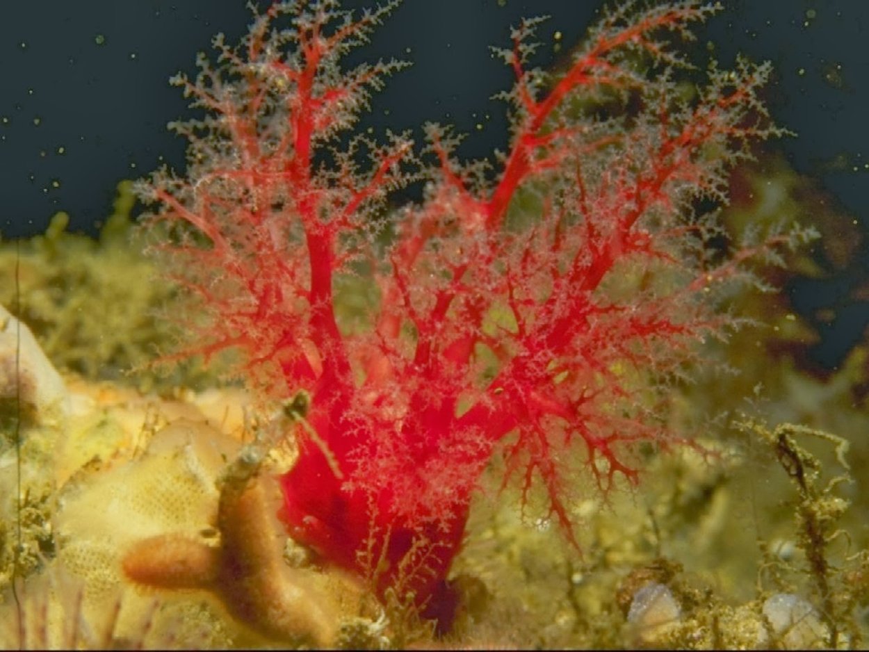 Коралловые полипы красный коралл