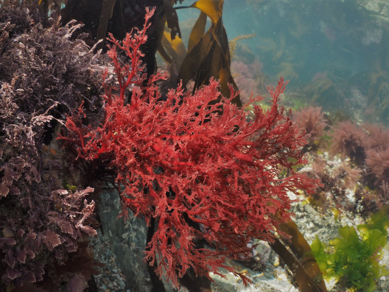 Бурые водоросли багрянки