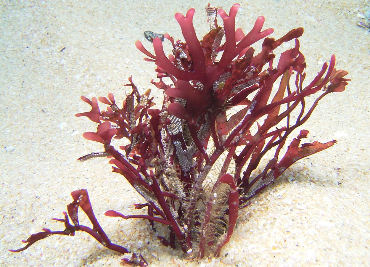 Красные водоросли Филлофора