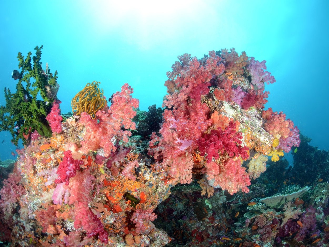 Водоросли кораллового рифа